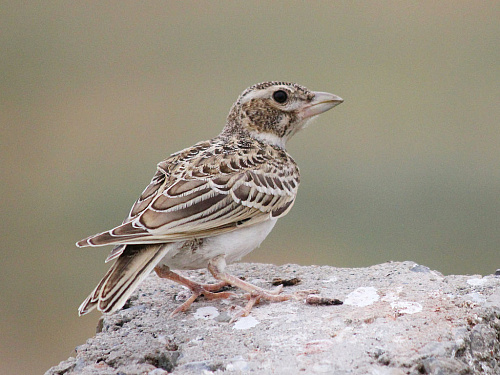 ������� ���������